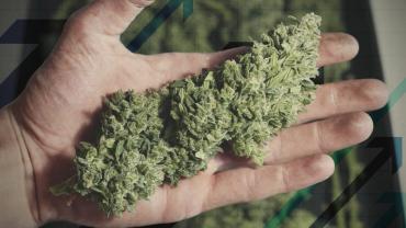 Marihuana