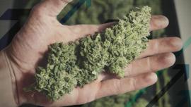 Marihuana